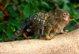 Pygmy Marmoset