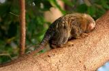 Pygmy Marmoset