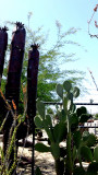 Arizona2011 010.jpg