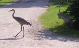 Attack of the sandhill cranes