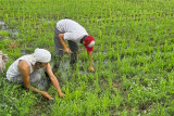 Pulling weeds