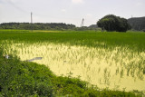 Flooded rice field