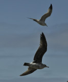 Gulls in flight_resize.jpg