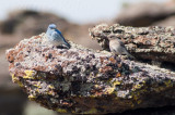 Mountain Bluebirds