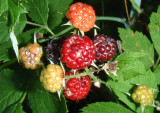Blackberries 004.jpg