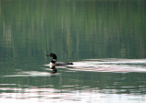 Loon.jpg