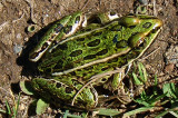 Frog.jpg