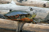 Lazy Turtle.jpg