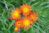 MN 2011 Olympus 137.jpg