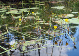MN 2011 Olympus 174.jpg