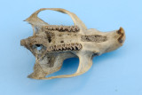 Field Vole Skull