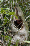 Costa Rica Three-toed sloth  216.jpg