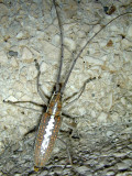 Costa Rica Playa Tamarindo Cerambycidae Lamiinae 625.jpg