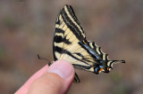 2011-06-01 Papilio rutulus Haynes Lease Ecological Reserve DSC_0019.jpg