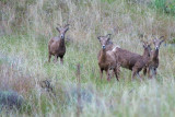 2011-05-31 Vaseux Lake Okanagan BC Big Horn Sheeps DSC_1027.jpg
