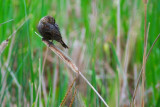 2011-05-31 Vaseux Lake Okanagan BC Female Red Winged Black Bird DSC_0948.jpg