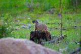 2011-05-31 Vaseux Lake Okanagan BC Marmotte DSC_1011.jpg