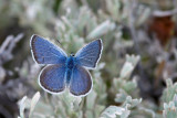 2011-05-31 White Lake Grasslands Okanagan BC Boisduvals Blue Plebejus icarioides DSC_0826.jpg
