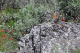 2011-07-15 Mount Kobau PA Summit Chipmunk Eutamias minimus DSC_0312.jpg