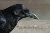 American crow Jardin Botanique de Montral DSC_0183.jpg