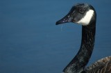 Canada goose Stoney Swamp Ottawa DSC_0059.jpg