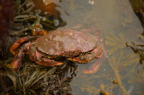 Crabe-tourteau (Cancer irroratus) Anse-au-Sable RImouski  DSC_0225.jpg