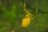 Cypripedium parviflorum Lac des Joncs Rimouski DSC_0110.jpg