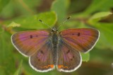 Lycaena epixanthe Fenne Lac Donavan south of Poltimore DSC_0065.jpg