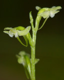 Platanthera obtusata Fenne Lac Donavan south of Poltimore DSC_0082.jpg