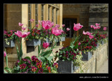 Tulips #4, Broadway