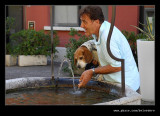 Thirsty Doggy, Lake Garda, Lombardy, Italy