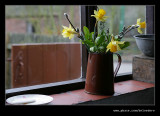 Wash House Daffodils, Black Country Museum