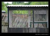 Aviary, Beamish Living Museum