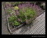 Pitts Cottage Garden Flowers, Black Country Museum