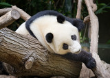 Panda Mania