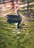 Plain Duck... Pretty Water