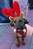 Reindeer Doxie -