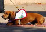 Sit Down for a Rest Doxie