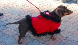 Fur Coat Doxie