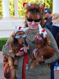 All the Way from Arizona - Holywood Star Doxies