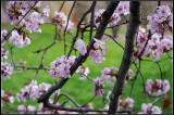 IMGP6181_1.jpg