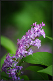 IMGP6571_1.jpg