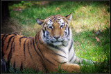 IMGP7775_1.jpg