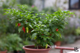 bhut jolokia