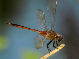 Dragonfly 020b.jpg