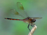 Dragonfly 024a.jpg
