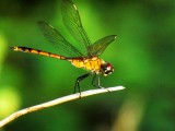 Dragonfly 031a.jpg
