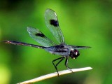 Dragonfly 033a.jpg