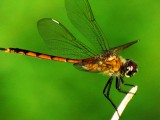 Dragonfly 035.jpg