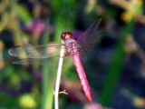 Dragonfly 047.jpg